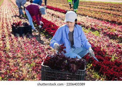 Focused Female Farm Worker Gathering Harvest Of Organic Red Lettuce