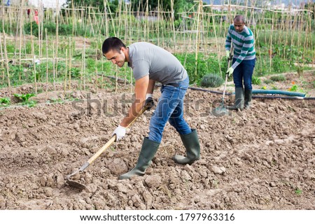 Focused gardener working soil with hoe at his smallholding during spring planting works