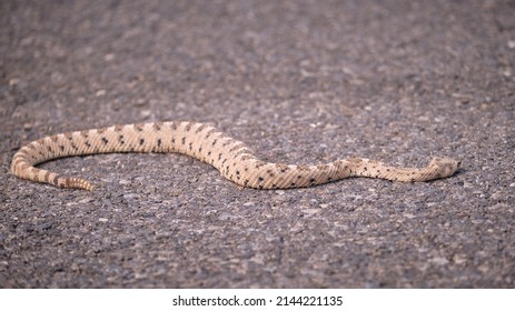 Focused Head Of Dead Rattle Snake On Road In Death Valley