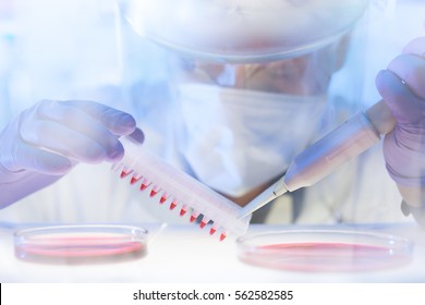 Focused life science professional pipetting human serum media containing HIV infected cells from petri dish to microtiter plate. High protection degree work.