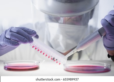 Focused life science professional pipetting human serum media containing HIV infected cells from petri dish to microtiter plate. High protection degree work.