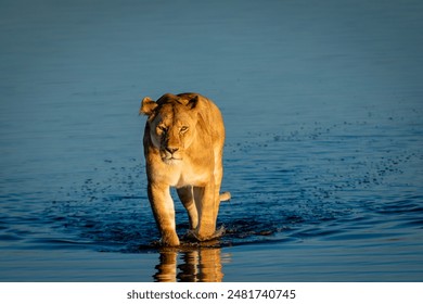 Focused lioness strides through the shallow waters of Ndutu Lake, Tanzania, early morning, on a mission with purpose in the serene landscape. - Powered by Shutterstock