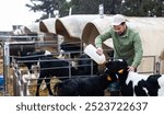 Focused man farm worker feeding calf using bottle with teat at livestock breeding farm