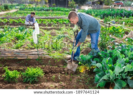 Focused man working in his family garden on spring day, digging soil with shovel, preparing vegetable patch for planting