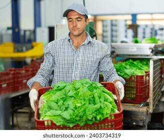 Focused man working on sorting line in vegetable factory, stacking plastic boxes with selected green lettuce prepared for storage or delivery to stores