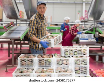 Focused man working on sorting line at fruit factory, stacking boxes with selected ripe mangoes prepared for storage or delivery to stores