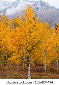 Focused On A Single Aspen Tree With A Snowy Fall Background