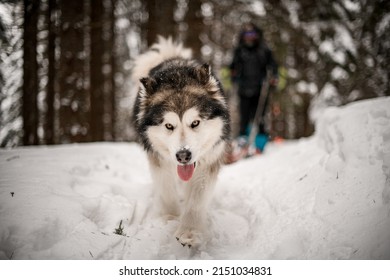 Focused photo of sled dog Alascan Malamute with thick fur running on snow covered trail. Male skier with backpack wearing ski equipment wade through the snow on blurred background