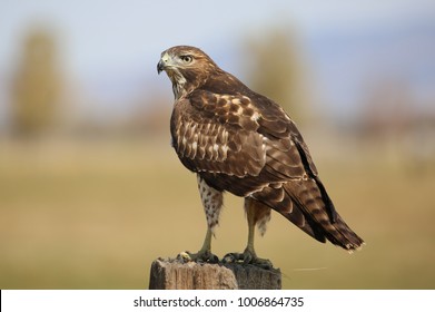 Focused Red Tail Hawk