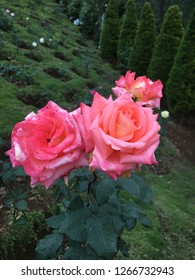 Focused Is A Rose Couple City: Munnar Date: 15th December 2018