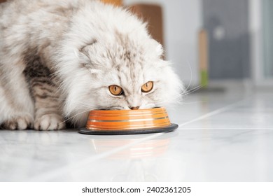 A focused Scottish Fold cat eats from a striped bowl, whiskers forward and eyes intent