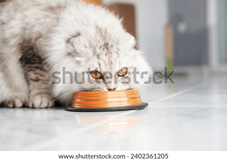 A focused Scottish Fold cat eats from a striped bowl, whiskers forward and eyes intent