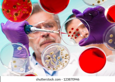 Focused Senior Life Science Professional Pipetting Solution Into The Pettri Dish.  Lens Focus On The Red Droplets On The Glass.