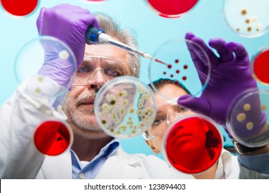 Focused Senior Life Science Professional Pipetting Solution Into The Pettri Dish.  Lens Focus On The Man Researchers's Face.