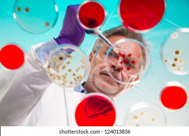 Focused Senior Life Science Professional Pipetting Solution Into The Pettri Dish.  Lens Focus On The Researcher.