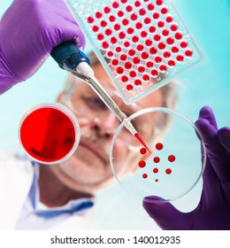 Focused Senior Life Science Professional Pipetting Solution Into The Pettri Dish.  Lens Focus On The Researcher.