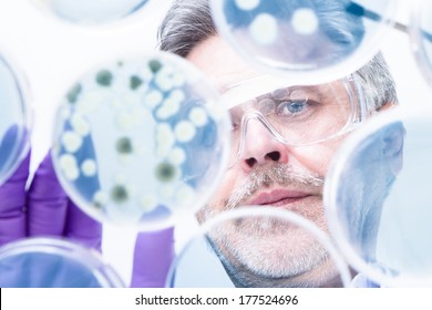 Focused Senior Life Science Professional Grafting Bacteria In The Petri Dishes.  Lens Focus On The Researchers Face.