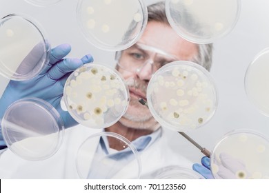 Focused Senior Life Science Professional Grafting Bacteria In The Pettri Dishes. Lens Focus On The Pipette.