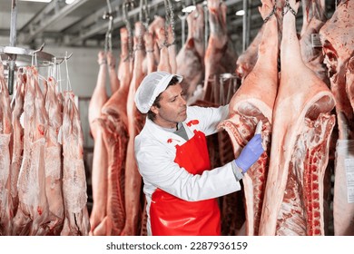 Focused skilled butcher shop worker checking raw meat in cold storage room, measuring temperature of dressed pork carcasses hanging on hook frame.. - Powered by Shutterstock