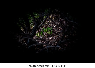 Focused Through An Opening In  Dark Branch Of A Shrub Revealing Brightly Light Spring Growth Sprouting Through Silver Highlighted Brown Mulch
