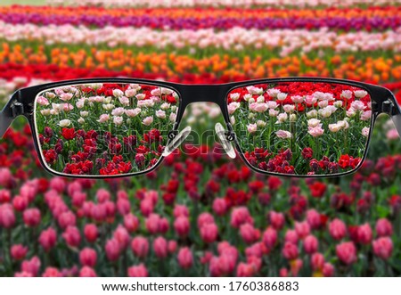 Focused tulips field when looking through glasses frame. Black metal glasses looking through colorful flower field. Glasses for people with visual impairment. Medical condition