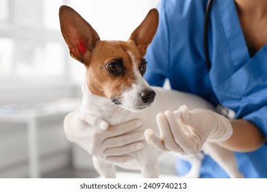 Focused veterinarian in blue prepares medication for a cooperative dog, providing oral treatment in a bright veterinary clinic setting, closeup - Powered by Shutterstock