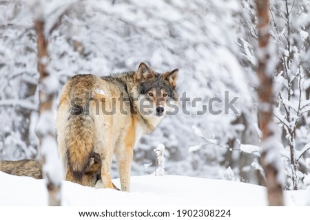 Focused wolf in pack looking backward at camera in cold winter forest. Snow on the ground and on the trees.