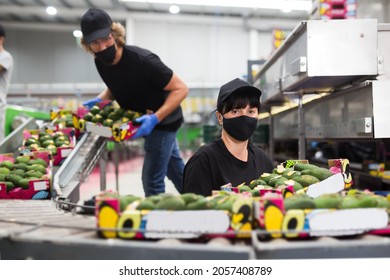 Focused Woman Worker In Face Mask Working At Fruit Warehouse Carrying Box With Avocados