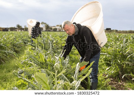 Focused workman with special backpack gathering in crops of ripe green artichokes on farm plantation