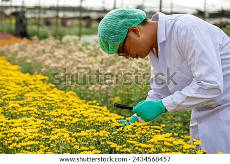 Focused Young Asian scientist examines chrysanthemums using magnifying glass in flower field farm