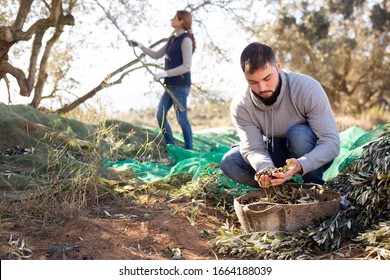 Focused young farmer checking freshly harvested olives in basket on plantation on sunny day - Powered by Shutterstock