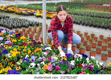 Focused Young Woman Farmer Growing Pansies In A Greenhouse Carefully Inspects Them