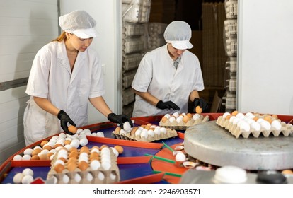 Focused young women farmer workers in white coats sorting and labeling chicken eggs on conveyor belt from pen with chickens, putting eggs to special trays on farm - Shutterstock ID 2246903571