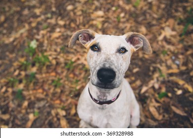 Focussed Dog With Big Ears