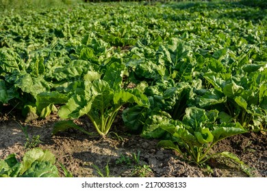 Fodder beet close-up on the field. Crop and farming.Green beetroot leaves in the meadow on soft blurred background of field, copy space . - Shutterstock ID 2170038133