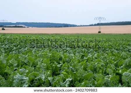 Fodder beet close-up on the field. Crop and farming. Beet plants in field.