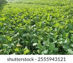 fodder radish (also known as oil radish). It