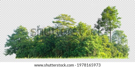 foest scape cut out background with clipping path on transparent picture background