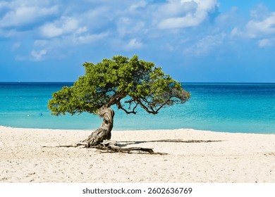 Fofoti tree on Eagle beach Aruba