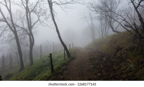 In the fog