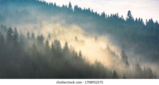 fog above the forest on the hill. mysterious foggy weather in the morning. fantastic mountain scenery - Powered by Shutterstock