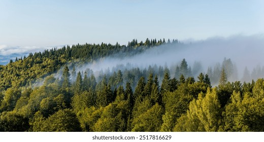 Fog above pine forest. Misty morning view in wet mountain area.  - Powered by Shutterstock