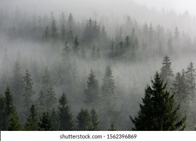 Fog above pine forests. Misty morning view in wet mountain area. Detail of dense pine forest in morning mist.
 - Powered by Shutterstock