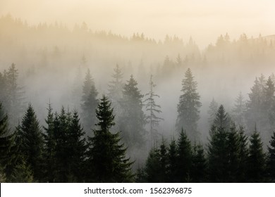 Fog above pine forests. Misty morning view in wet mountain area. Detail of dense pine forest in morning mist.
 - Powered by Shutterstock