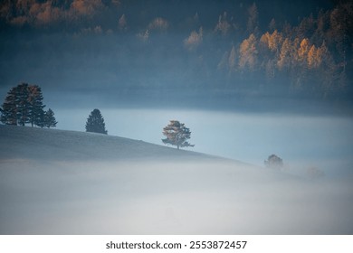 Fog blankets rolling hills with sparse trees under a forest. Autumn colors visible in distant trees - Powered by Shutterstock