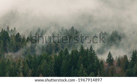 Fog coming out of the trees in Olympic National Park, Washington