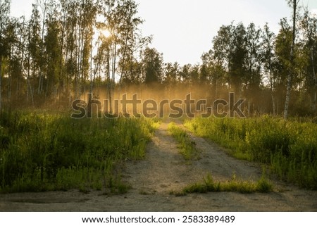 Fog covered oak forest with rays of sunlight breaking through creating an enchanting almost magical landscape. Enchanted old oak forest.