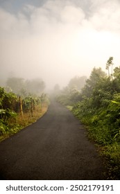 As the fog dances through the trees, this road leads the way to a peaceful retreat in the heart of nature's greenery