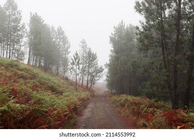 Fog And Dirt Road In The Forest