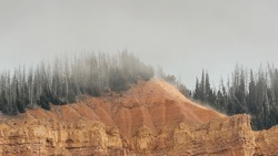 Fog Drifts Through The Pine Trees Growing On Top Of An Eroding Sandstone Cliff In Cedar Breaks, Utah, USA On A Chilly Winter Day. 